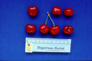 kerasi_bigarreau_burlat