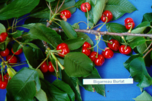 kerasi_bigarreau_burlat2