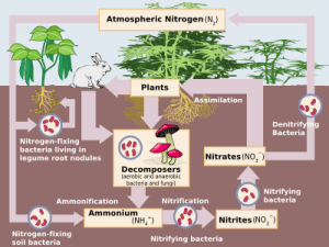 400px-Nitrogen_Cycle.svg
