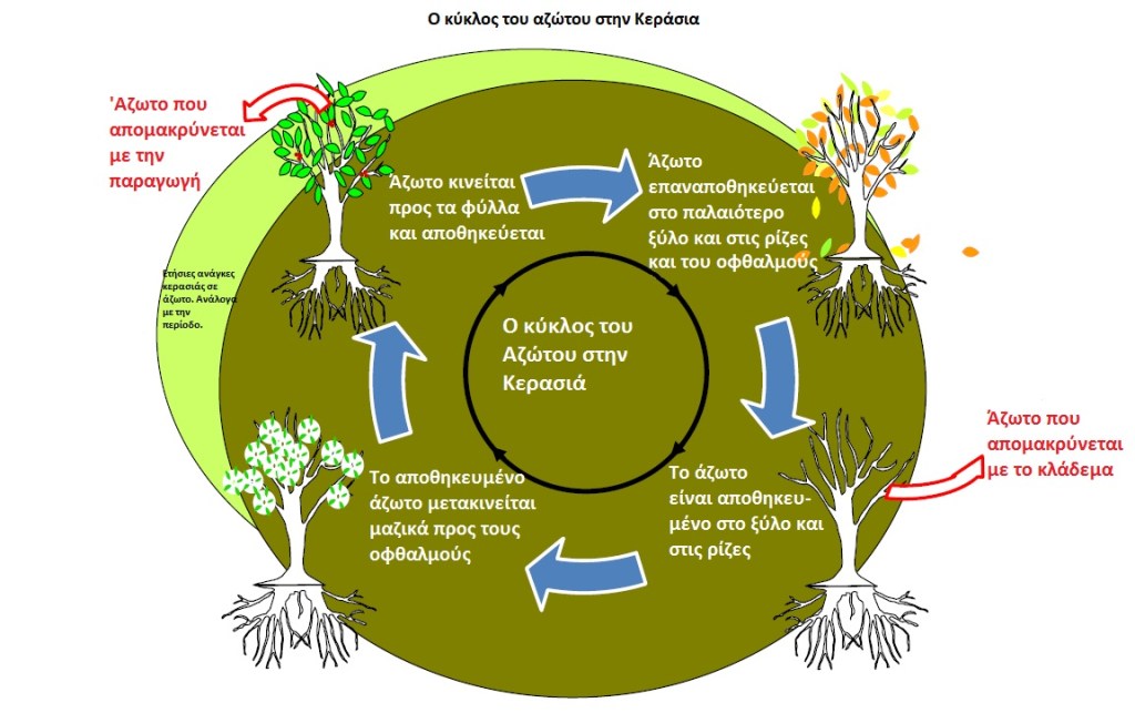 κυκλος αζώτου στην κερασιά